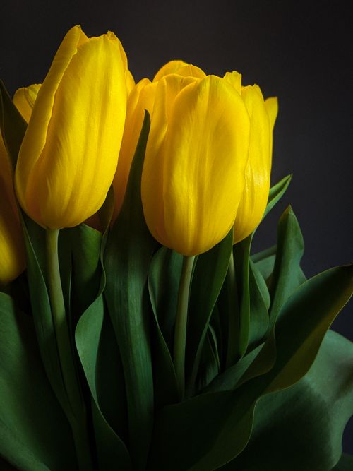 Free A stunning close-up of blooming yellow tulips, capturing their delicate beauty in spring. Stock Photo