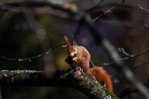 Free Adorable red squirrel sitting on a tree branch in a forest, captured in natural habitat. Stock Photo