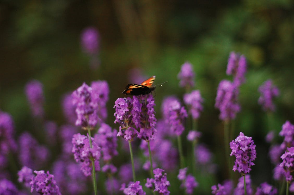 Free stock photo of blooming lavender, butterfly, dof Stock Photo