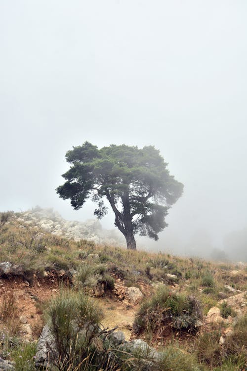 树木和雾