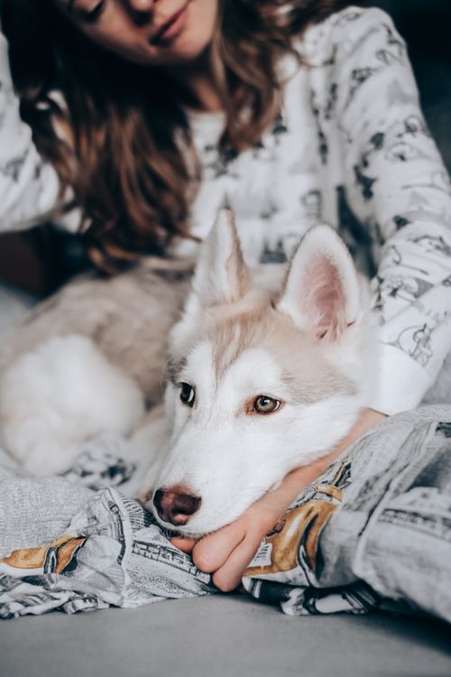 Free Siberian husky with owner, cuddling indoors, showcasing a moment of companionship and pet care. Stock Photo