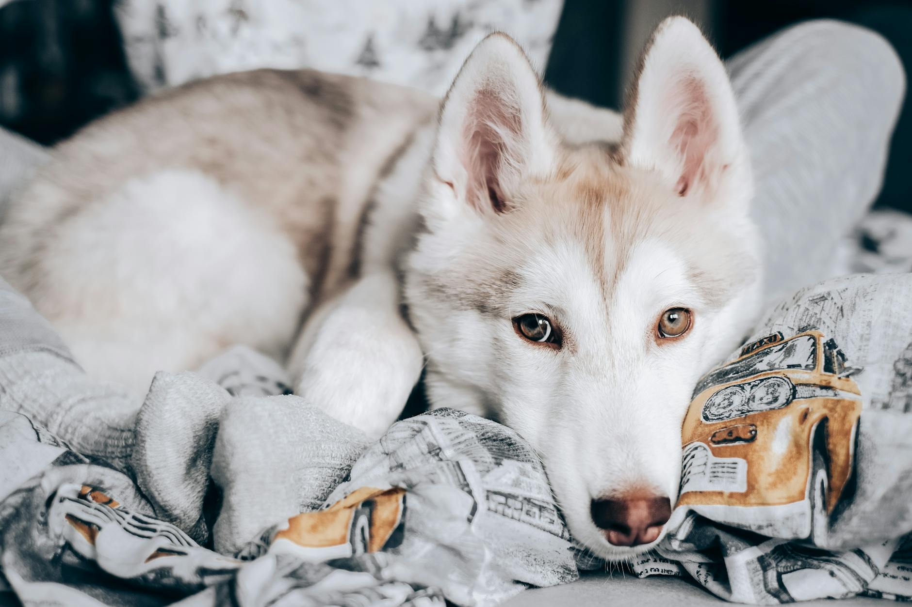 A Siberian Husky comfortably lying on a soft blanket with printed designs, showcasing a serene pet portrait.