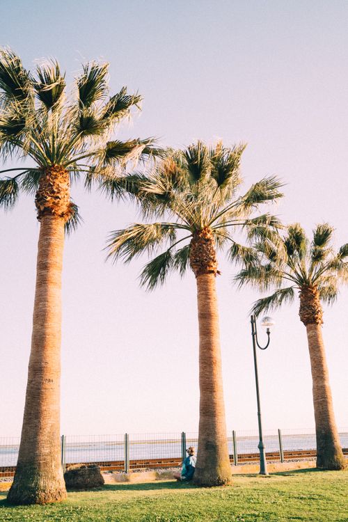 Free Tall palm trees line a seaside pathway, offering a tranquil coastal view under a clear blue sky. Stock Photo