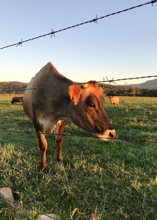 Close-Up Photography of Cow on Grass Field