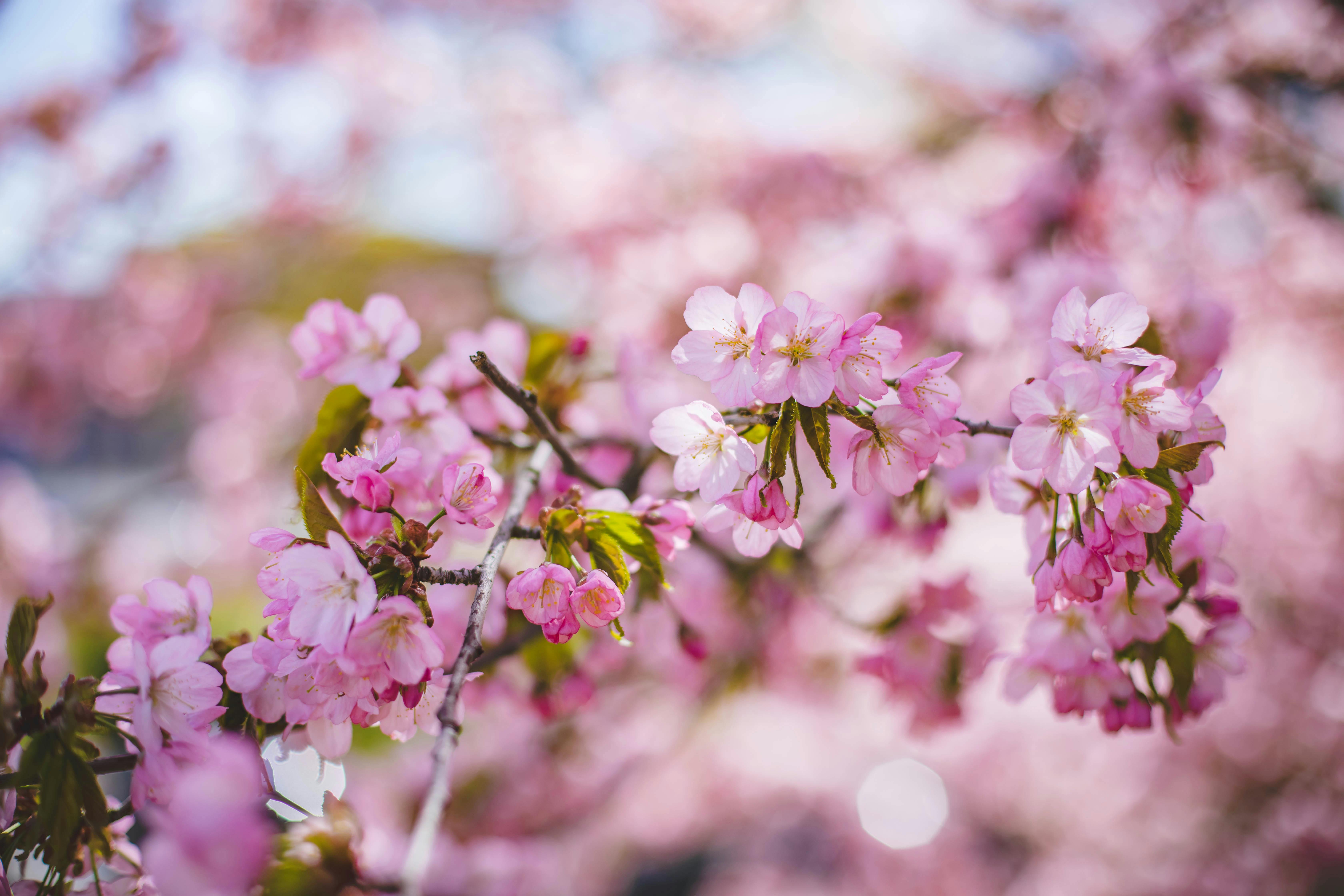 Branches of blooming sakura with vivid pink flowers · Free Stock Photo