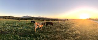 日出时分，奶牛在郁郁葱葱的田野里吃草，远处是连绵的山脉