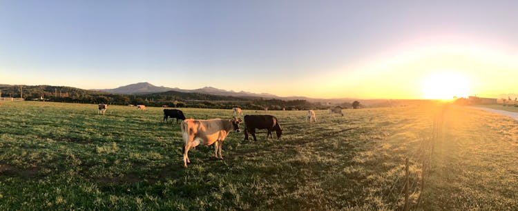 Photography Of Cows During Sunset