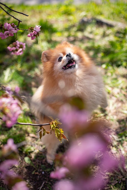 Cute Pomeranian dog with brown fur standing on grassy lawn near tree branches with blooming flowers on sunny summer day