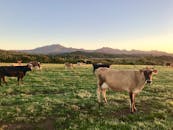 日出时分，牛群在美丽的山地牧场上安静地吃草，展现出乡村的自然美景