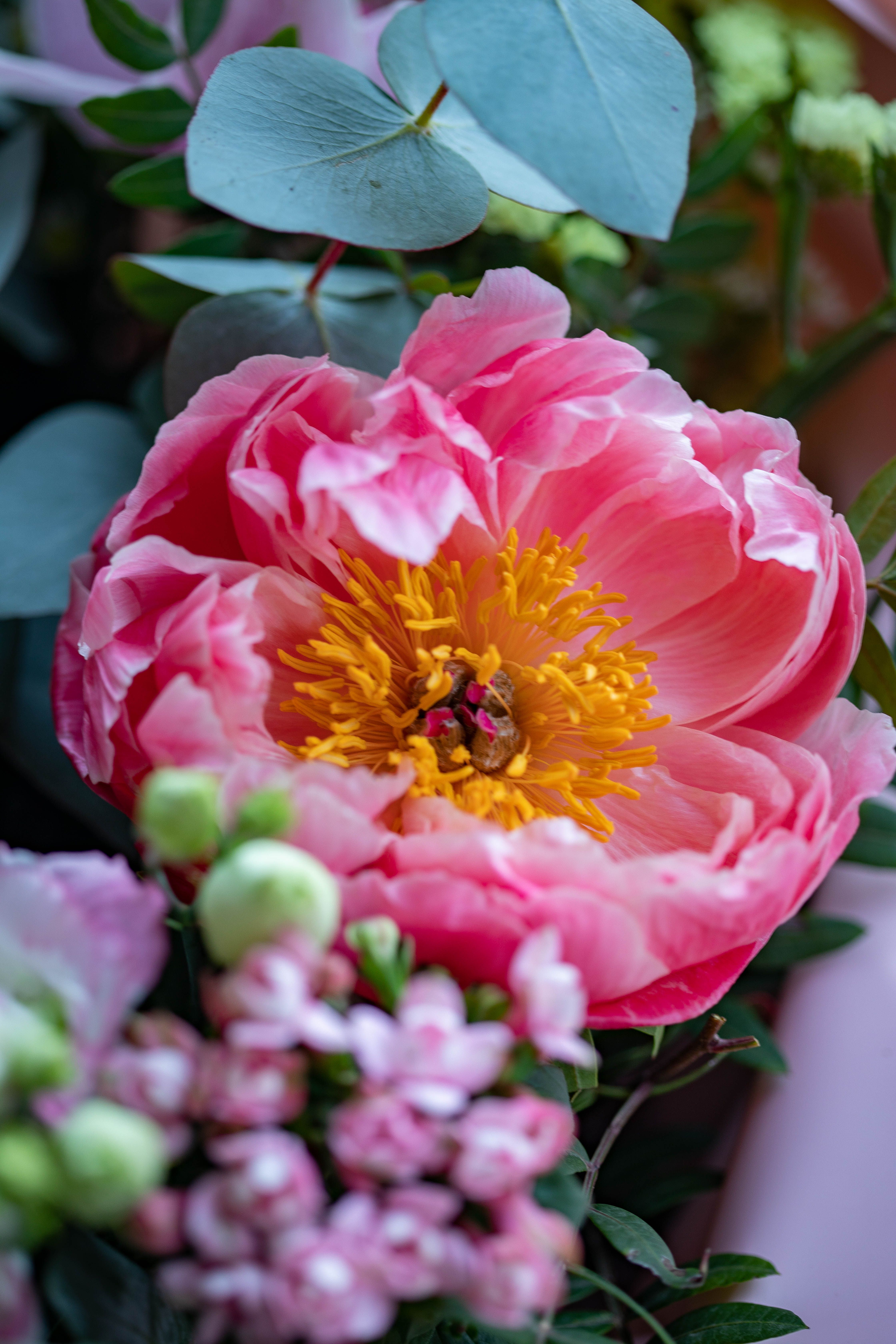 Bouquet with coral peony flower · Free Stock Photo