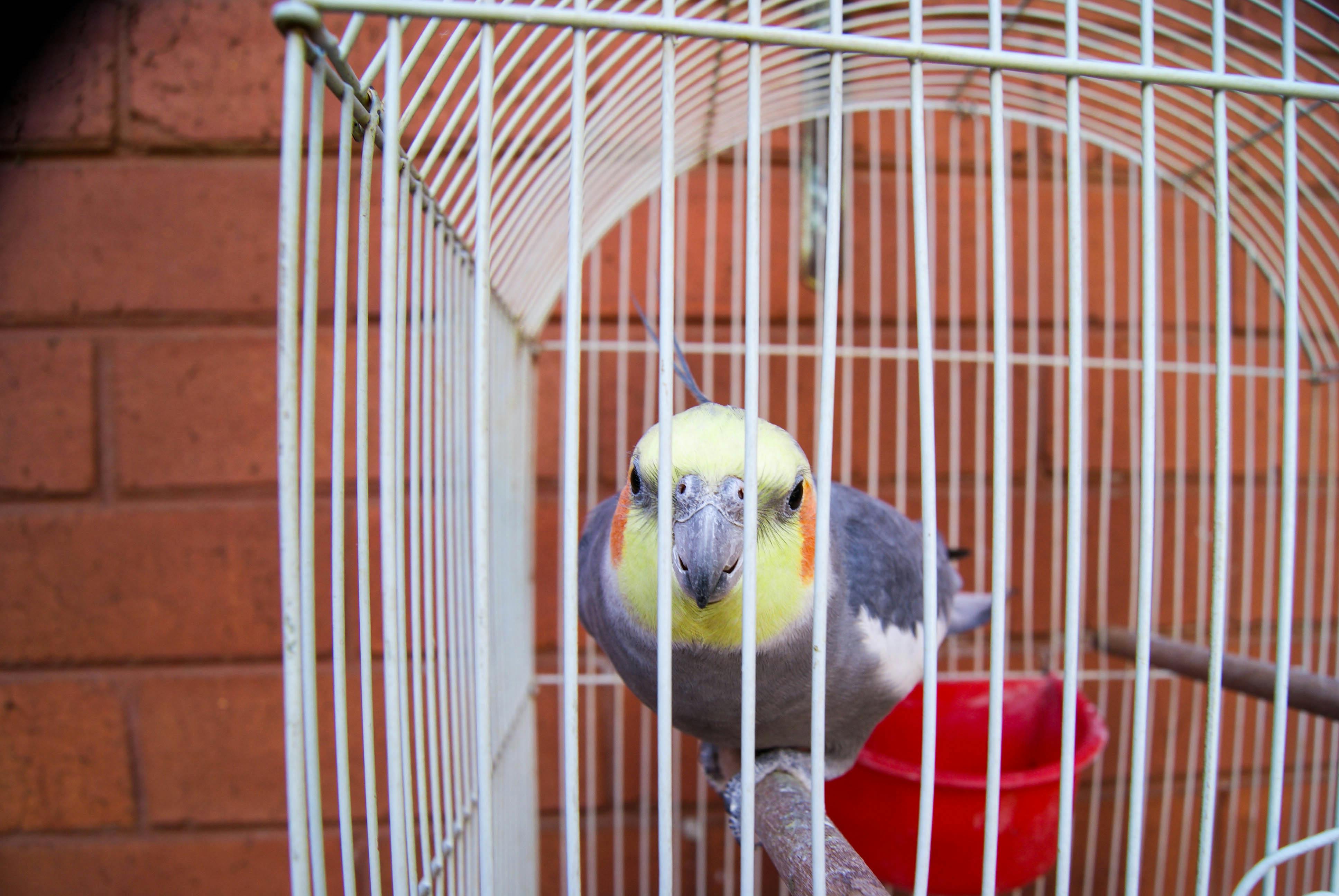 Photo Gratuite De Cage à Oiseaux Cocketeel Volière