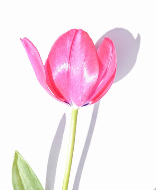 Beyaz arka plan, çiçek, çiçeklenmek içeren Ücretsiz stok fotoğraf