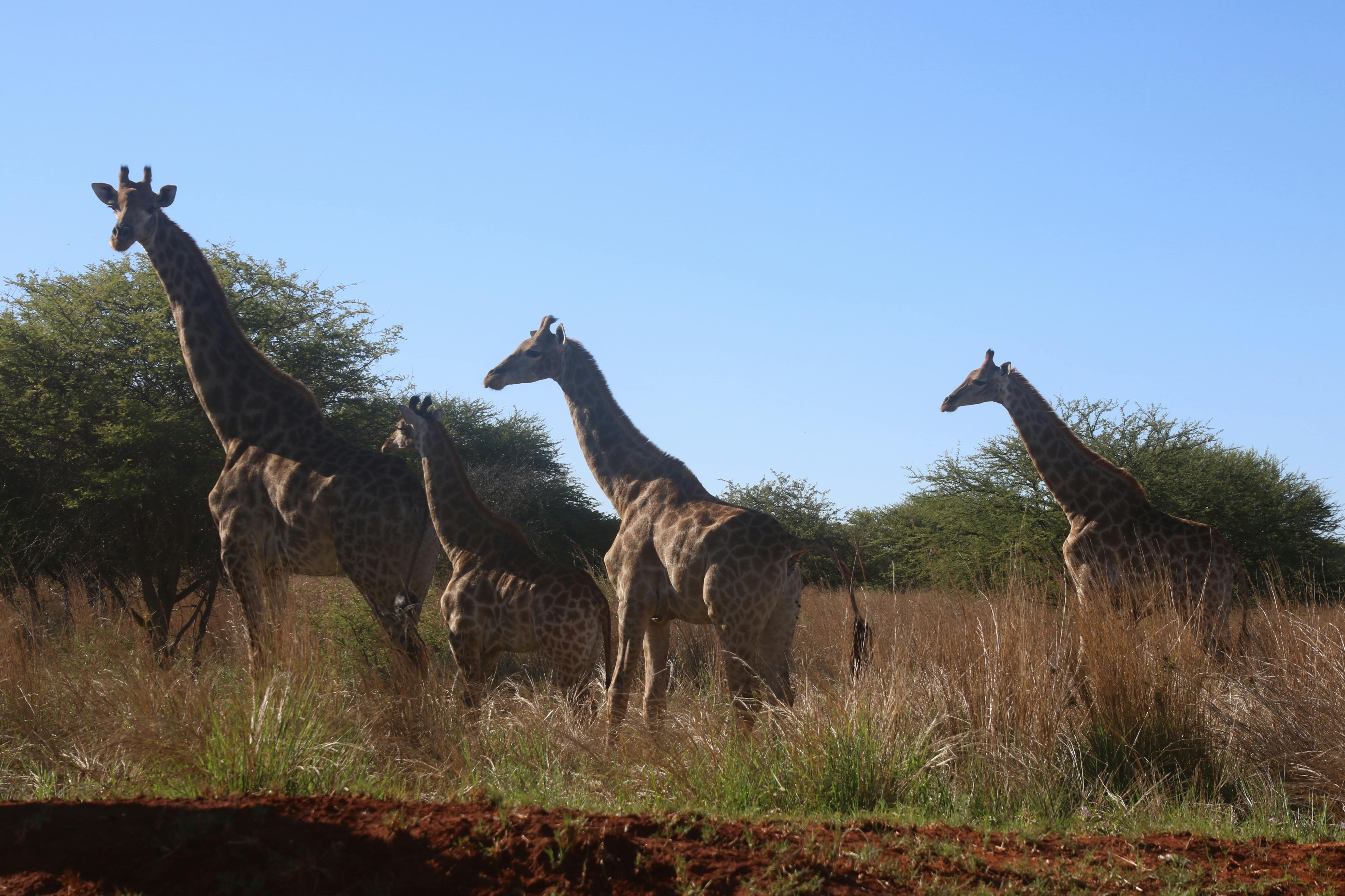 Free stock photo of animals, bush, giraffe