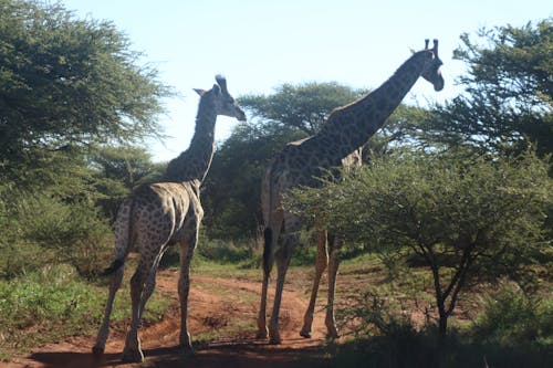 Ağaçların Yanında Duran İki Zürafa