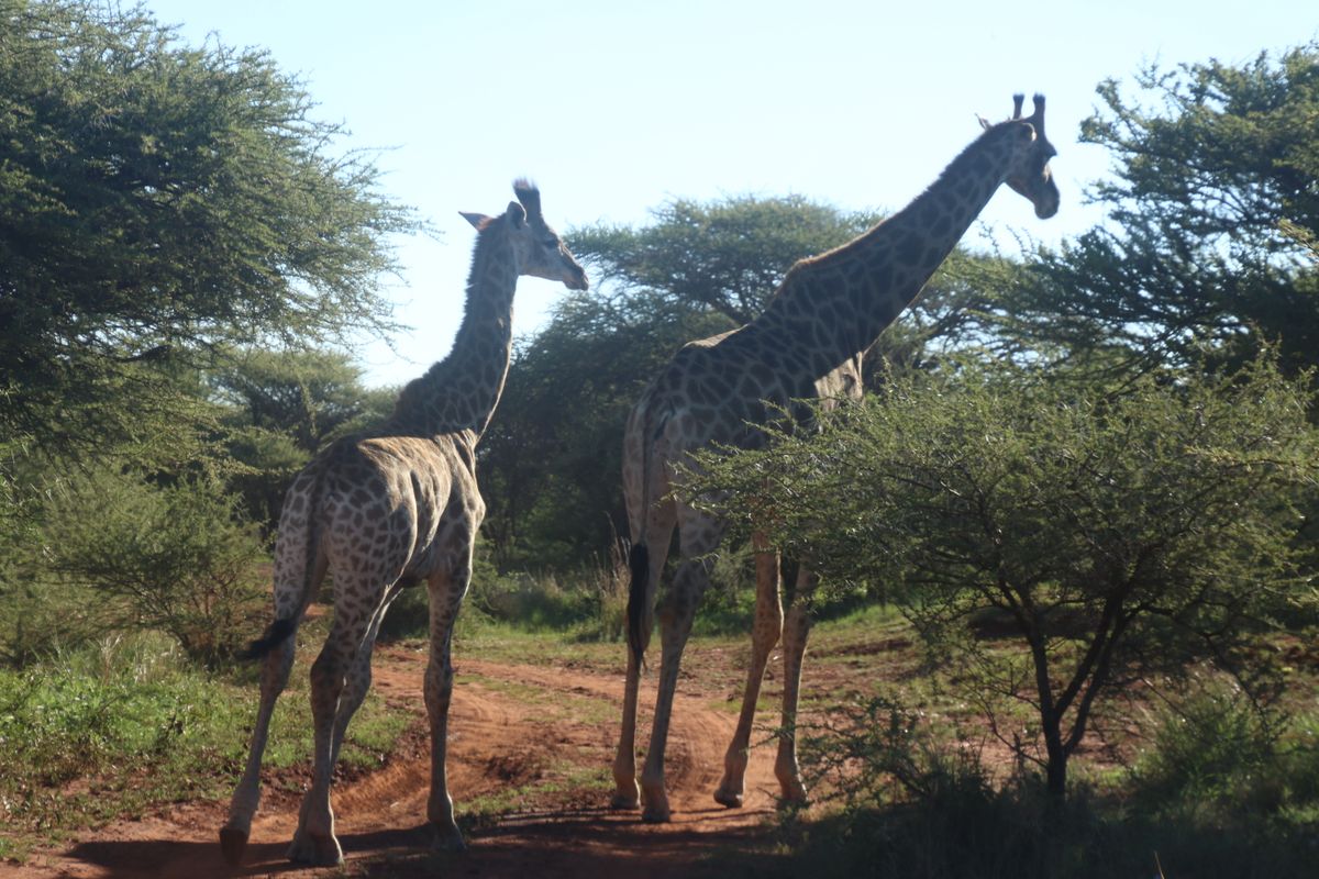 Kariega Game Reserve