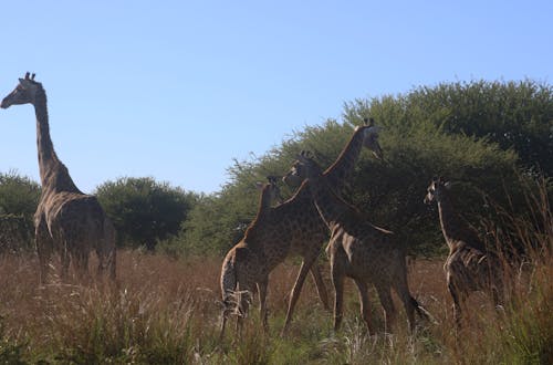 Foto Von Giraffen Im Feld