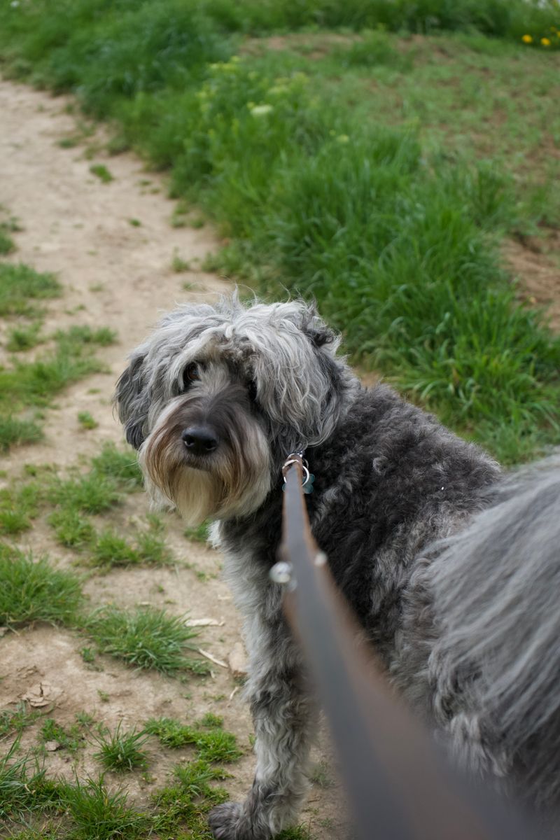 Dog on leash during a walk