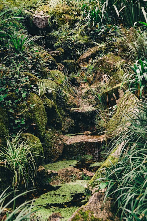 Foto d'estoc gratuïta de abundància, bosc, natura