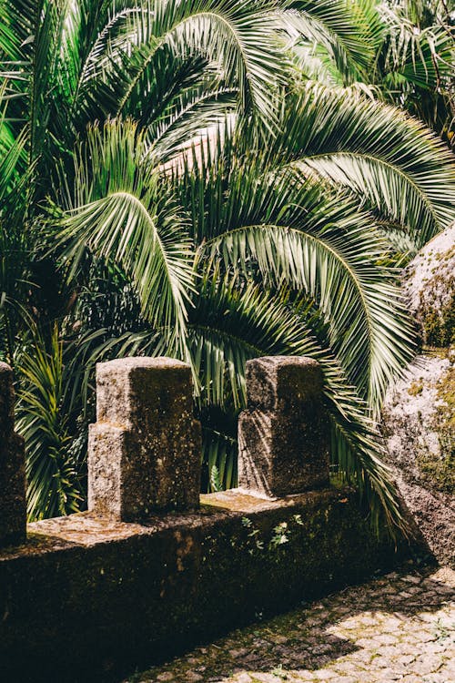 Kostenlos Kostenloses Stock Foto zu natur, palmenblätter, stein Stock-Foto