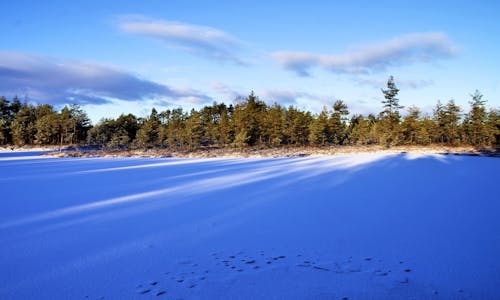 Photo De Forêt En Hiver