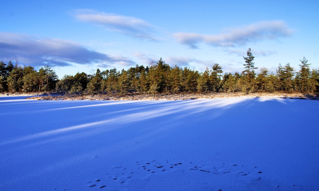 Photo of Forest During Winter