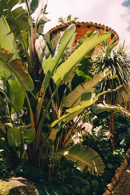 Tropical Plants in a Greenhouse 