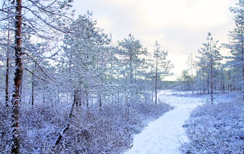Árvores De Fotos Cobertas De Neve