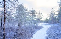 白雪覆盖的森林小路和宁静的冬季景观，营造出宁静的氛围