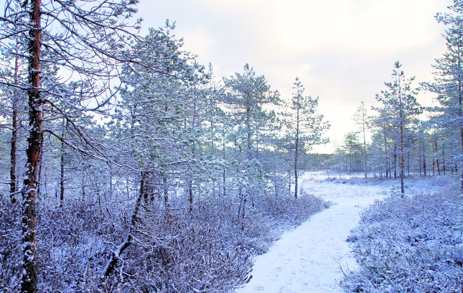 A tranquil winter landscape with a snow-covered forest path, creating a serene atmosphere.