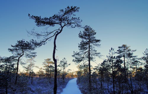 Безкоштовне стокове фото на тему «вічнозелений, дерева, замерзання» стокове фото