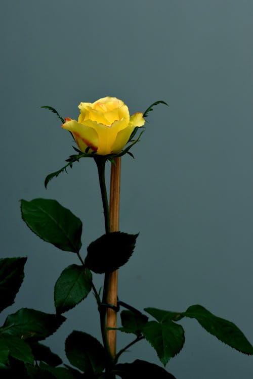 Ilmainen kuvapankkikuva tunnisteilla kasvikunta, kasvu, keltainen kukka Kuvapankkikuva
