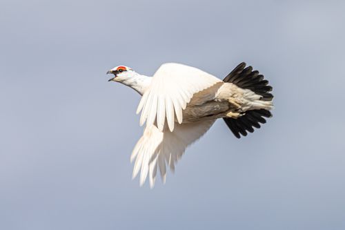 Free stock photo of bird flying, rock ptarmigan Stock Photo