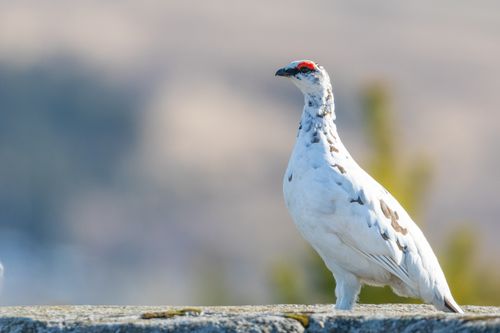 Free stock photo of bird, rock ptarmigan Stock Photo