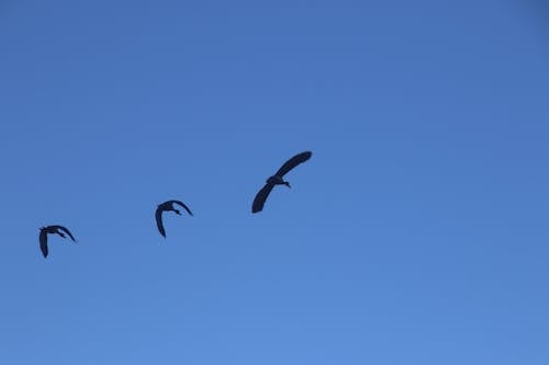 Free Photography of Three Flying Birds Stock Photo