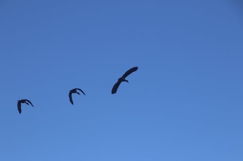 3羽の飛ぶ鳥の写真