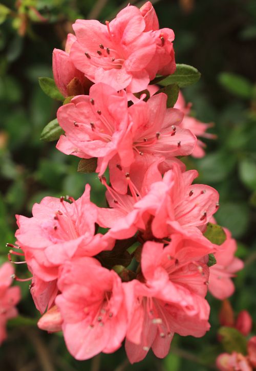 Free Delicate close-up of blooming pink rhododendron flowers with a blurred natural background. Stock Photo