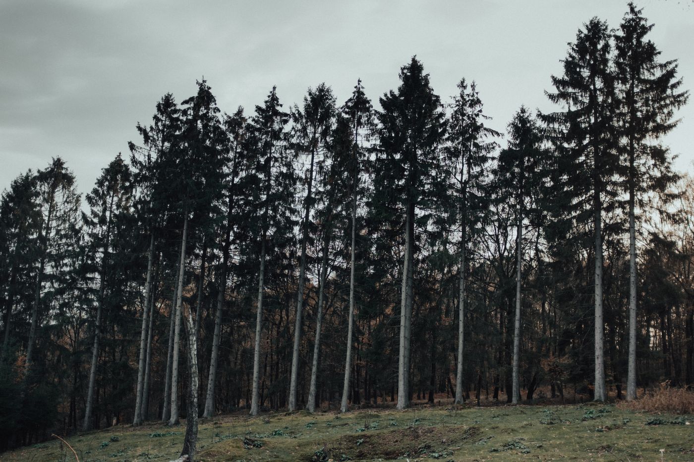 Waldlandschaft