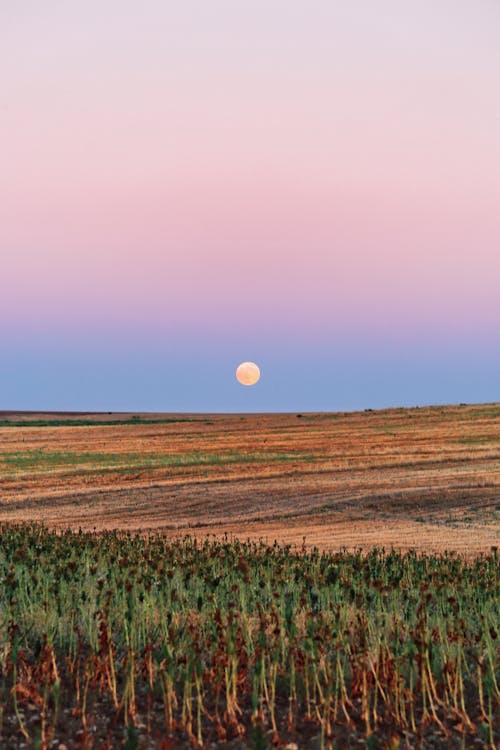 Picturesque view of colorful field in rural terrain and blue and pink cloudless sky with full moon above horizon