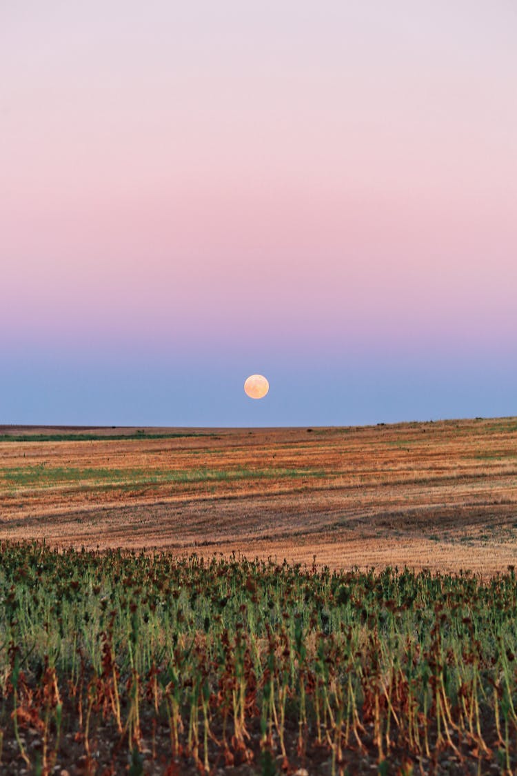 Full Moon Over Green Field In Cloudless Sky