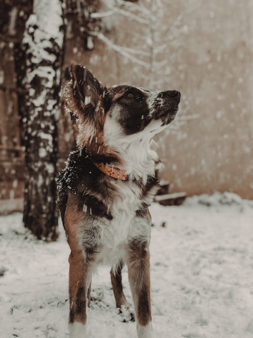 Free A Brown and White Dog with Snow on Fur Stock Photo