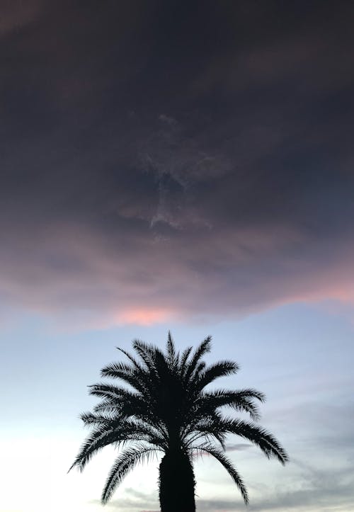 Silhouette of a Palm Tree during Sunset