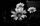 black flower