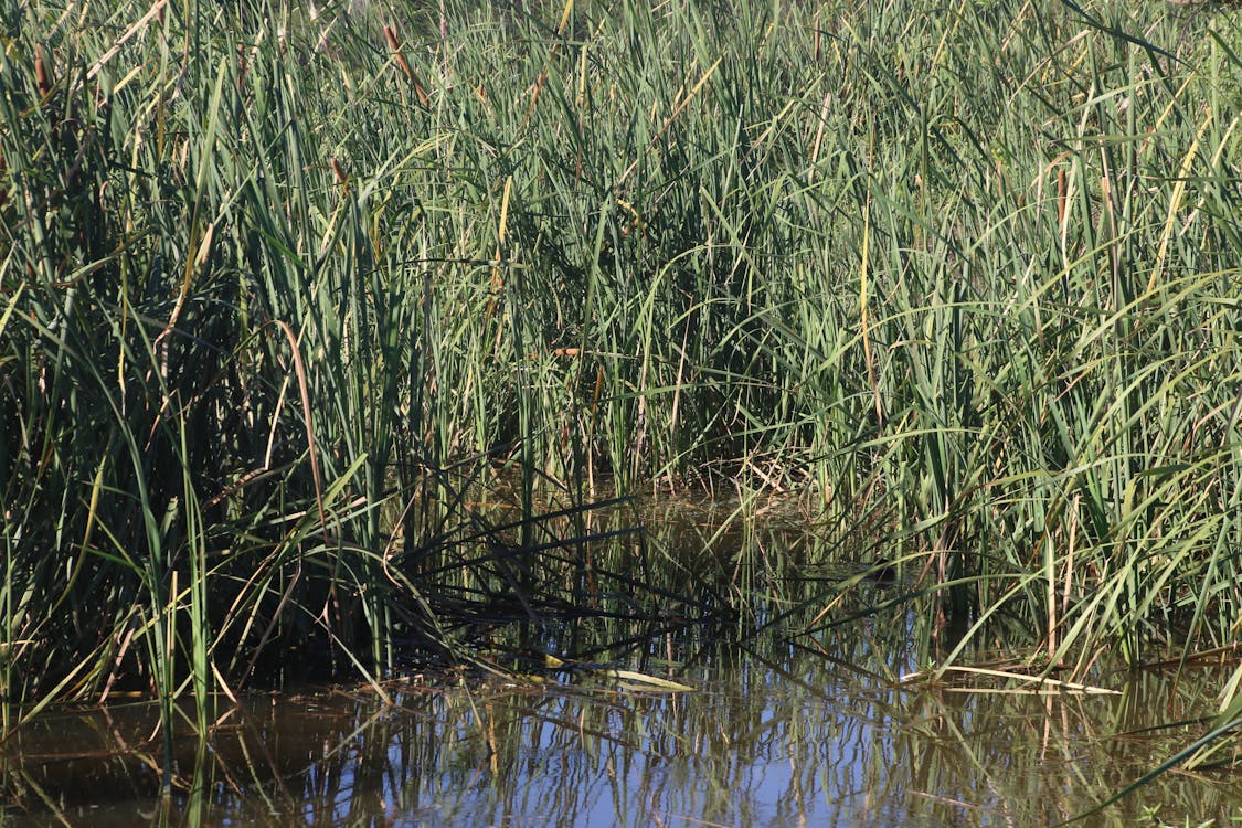 Free Photo of Grass on the Pond Stock Photo