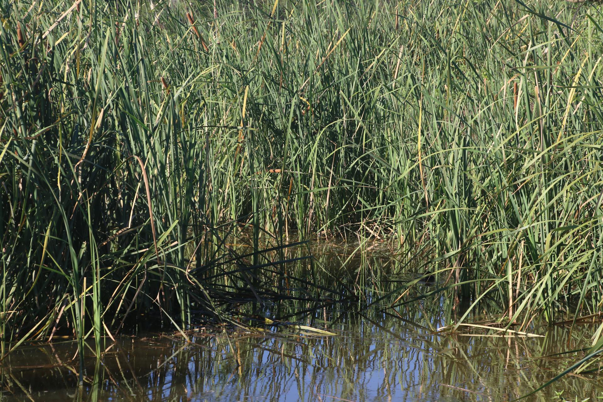 Lush marsh terrain featuring tall reeds and water reflections under natural sunlight.