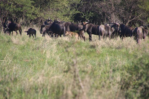 Photo De Buffles Sur Le Terrain