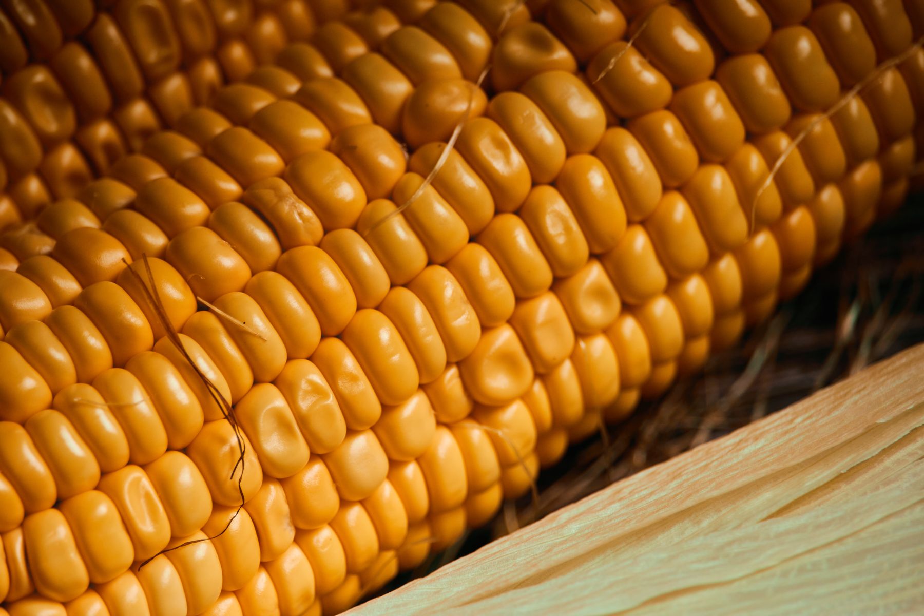 Ripe sweet corn with husk and golden kernels Ripe sweet corn with husk and golden kernels