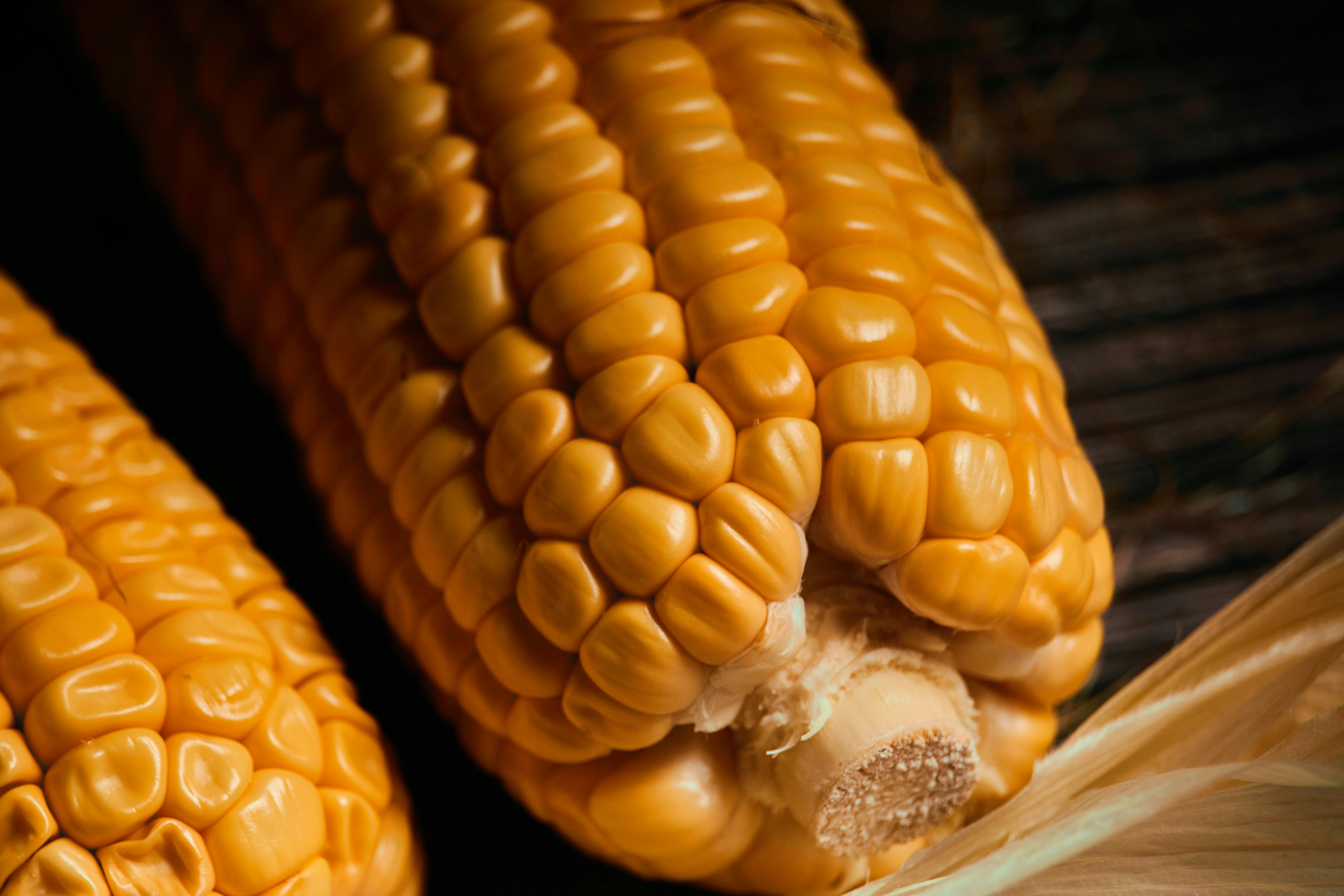Detailed close-up of fresh organic corn cobs with vibrant yellow kernels. Perfect for agricultural themes.
