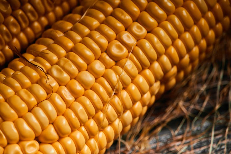 Close Up Shot Of A Corn