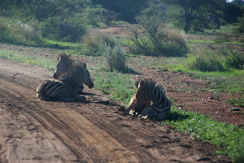 Фотография трех лежащих зебр