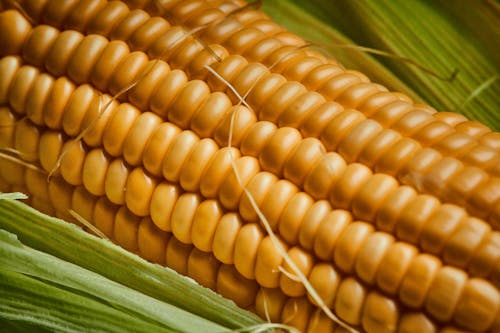 Close-Up Shot of a Corn